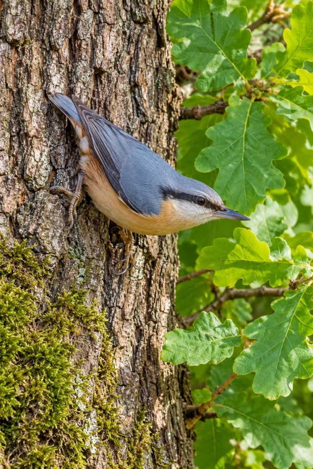 Nuthatch on a Sunlit Oak