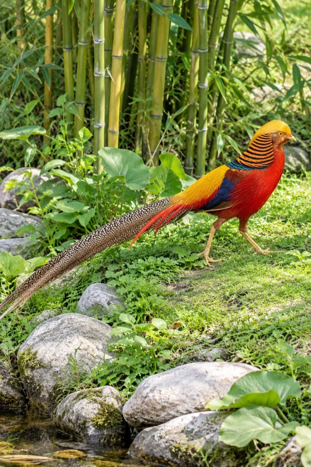 Golden Pheasant beside Bamboo