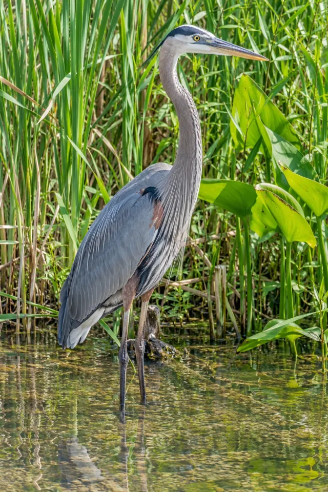 Blue Heron beside Reeds