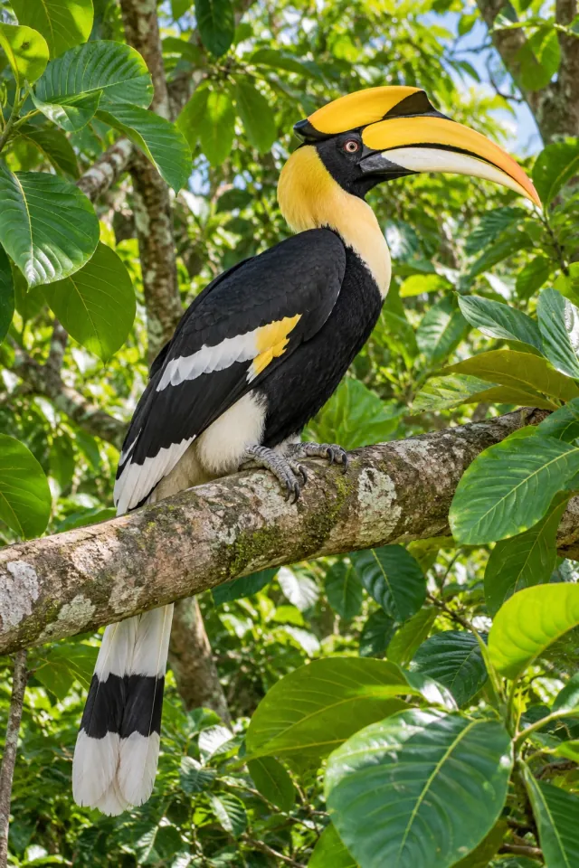 Great Hornbill among Tropical Leaves