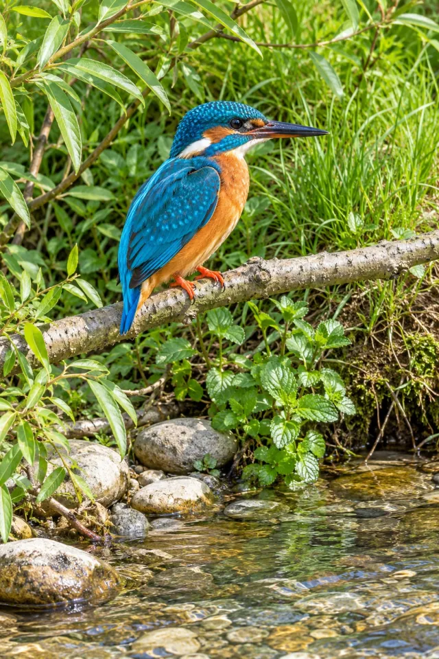 Kingfisher beside a Clear Stream