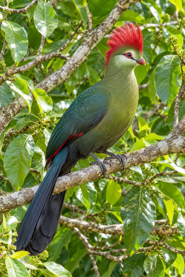 Crested Turaco on a Leafy Branch