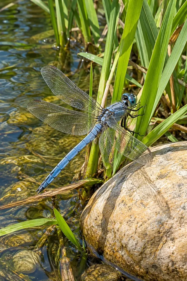 Blue Dragonfly on a Reed