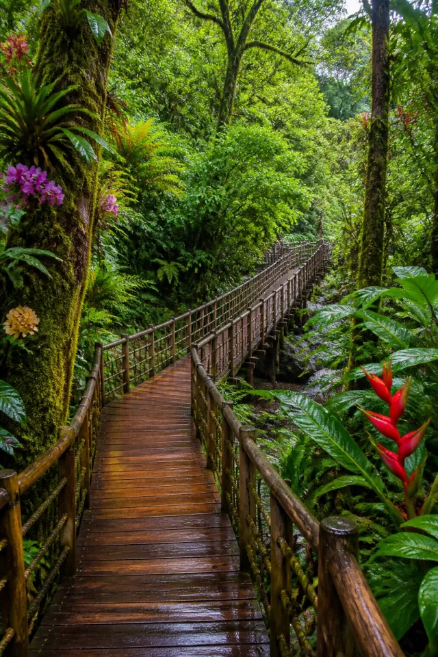 Cloud Forest Walkway