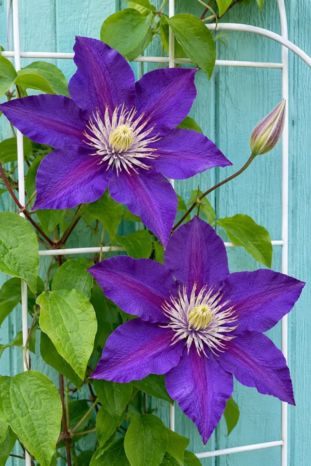 Clematis on a White Trellis