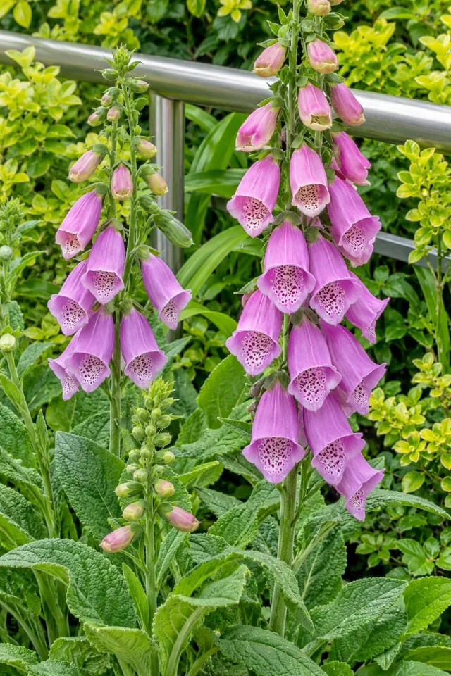 Foxgloves in a Modern Garden