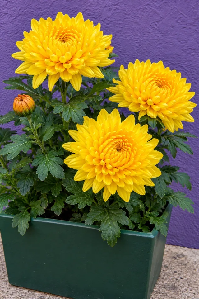 Golden Chrysanthemums by a Violet Wall