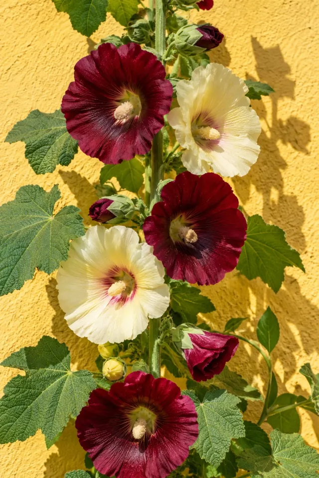 Hollyhocks by a Yellow Wall