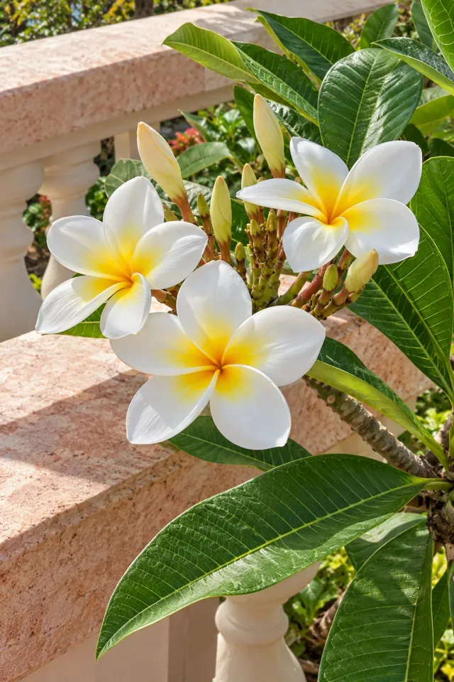 Plumeria on a Coral Balcony