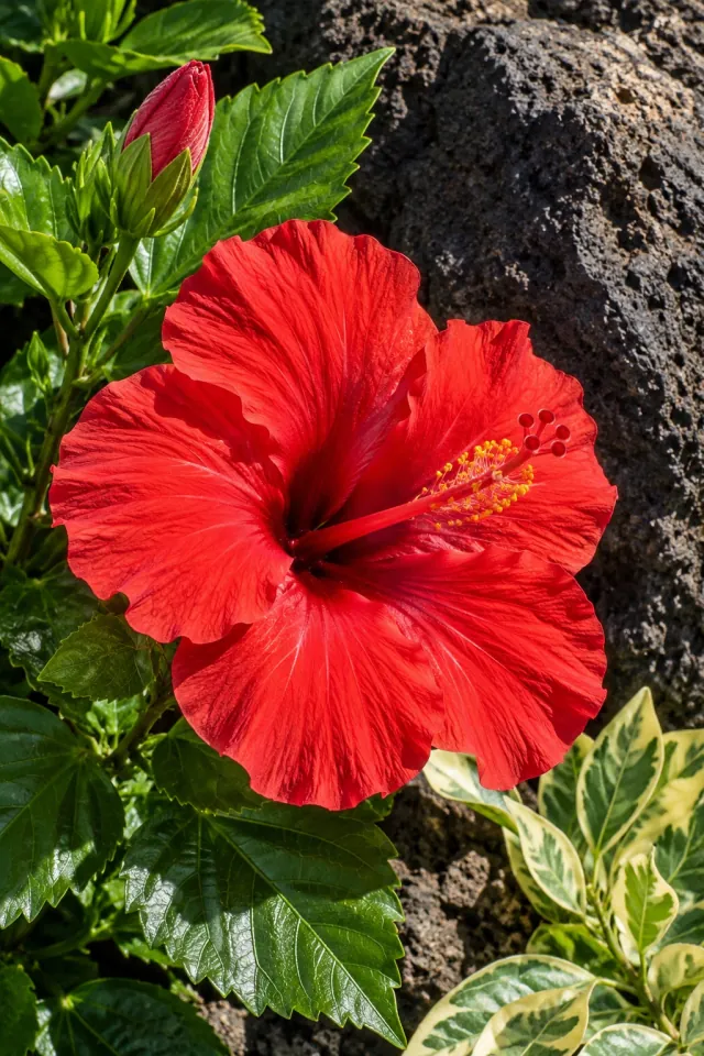 Scarlet Hibiscus beside Basalt
