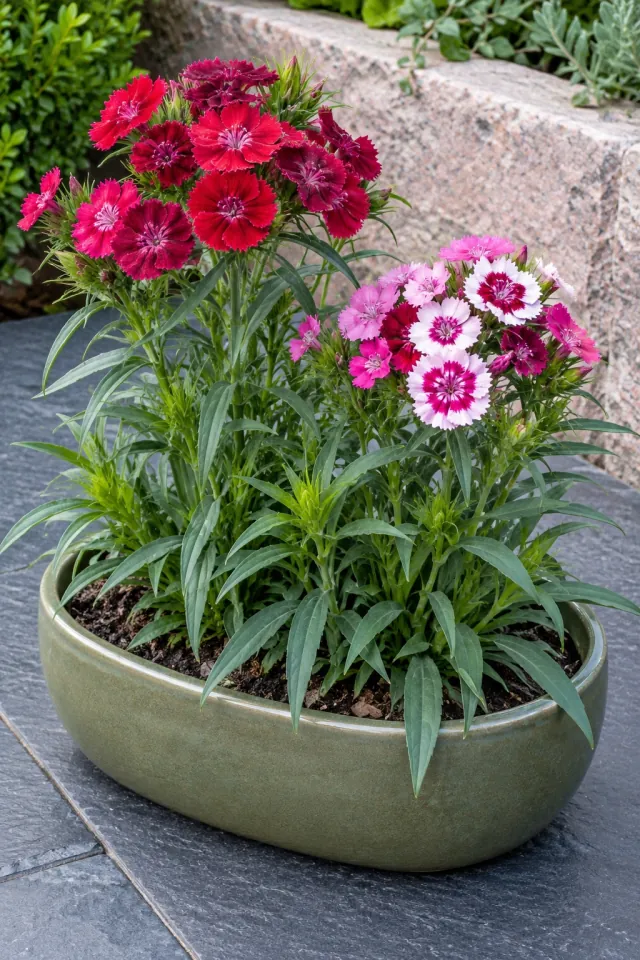 Sweet William in an Olive Trough