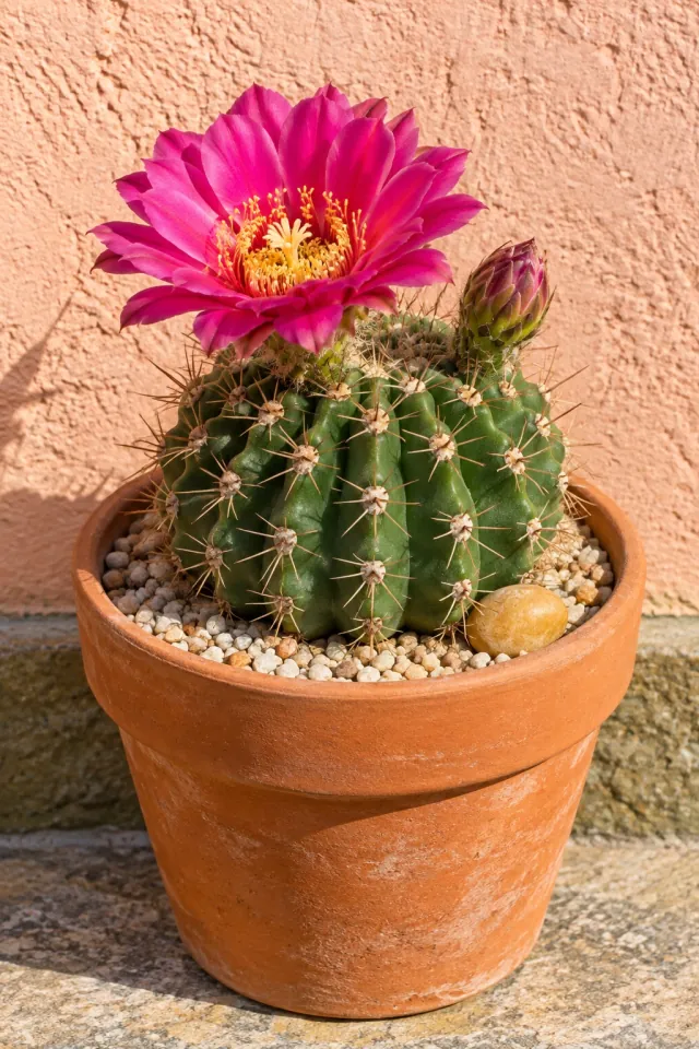 Flowering Cactus in a Terracotta Pot