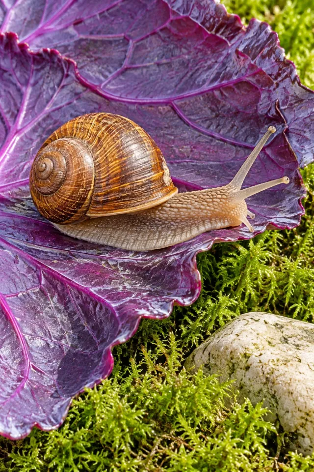 Snail on a Purple Leaf