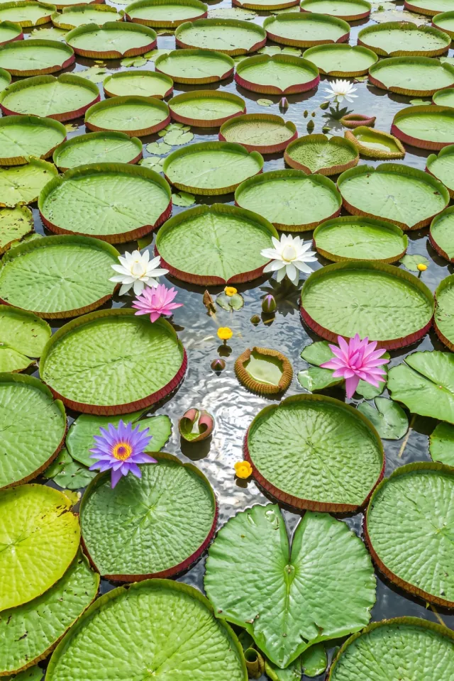 Giant Water Lilies