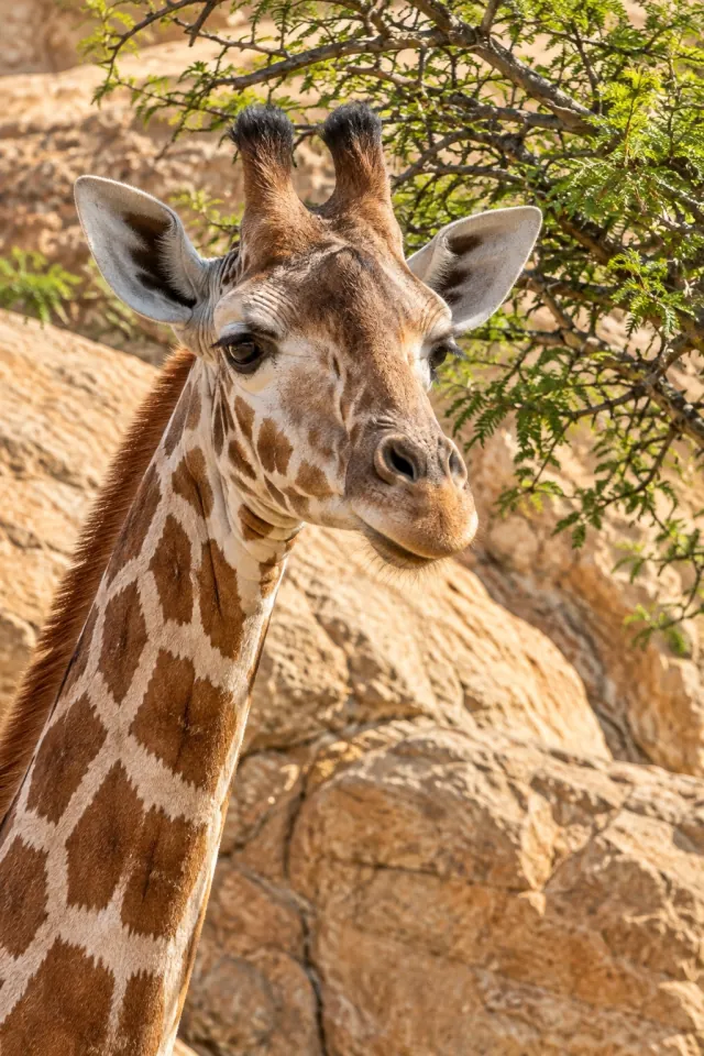 Giraffe beside an Acacia