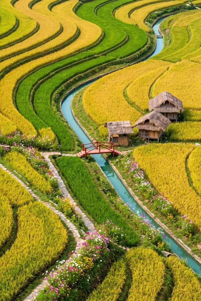 Golden and Green Rice Terraces
