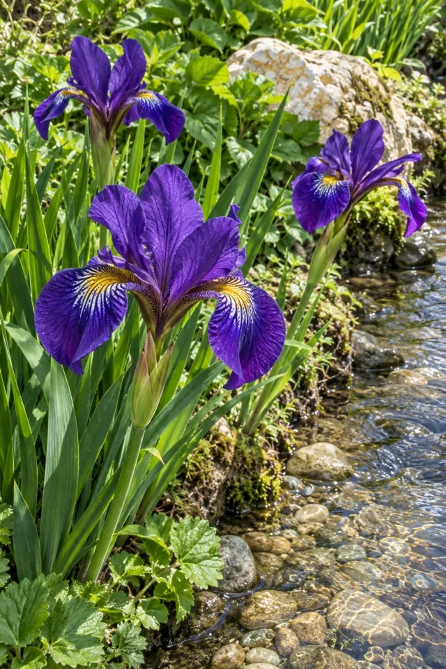 Irises by the Stream