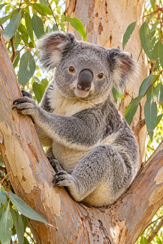 Koala in a Eucalyptus Tree