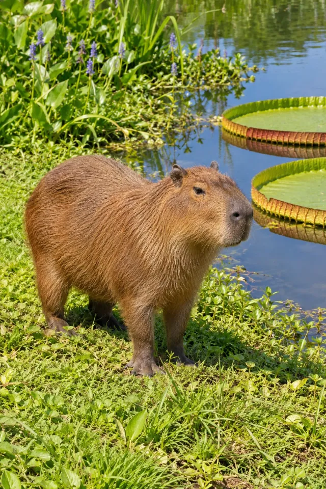 Capybara Lily Bank