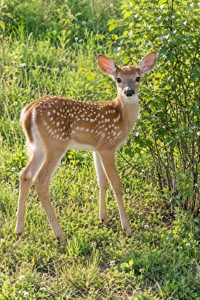 Fawn Sunny Clearing