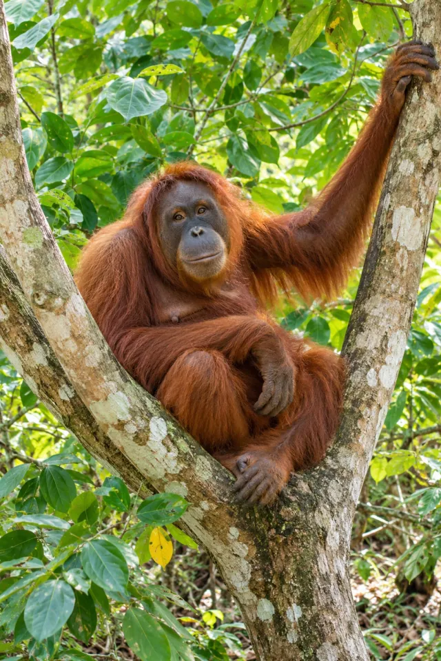 Orangutan Sunlit Canopy