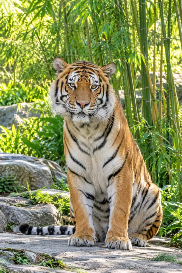 Tiger Bamboo Clearing