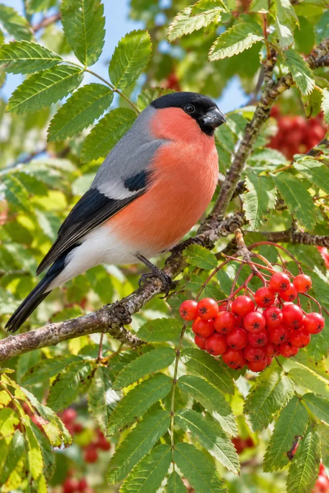 Bullfinch Rowan Green