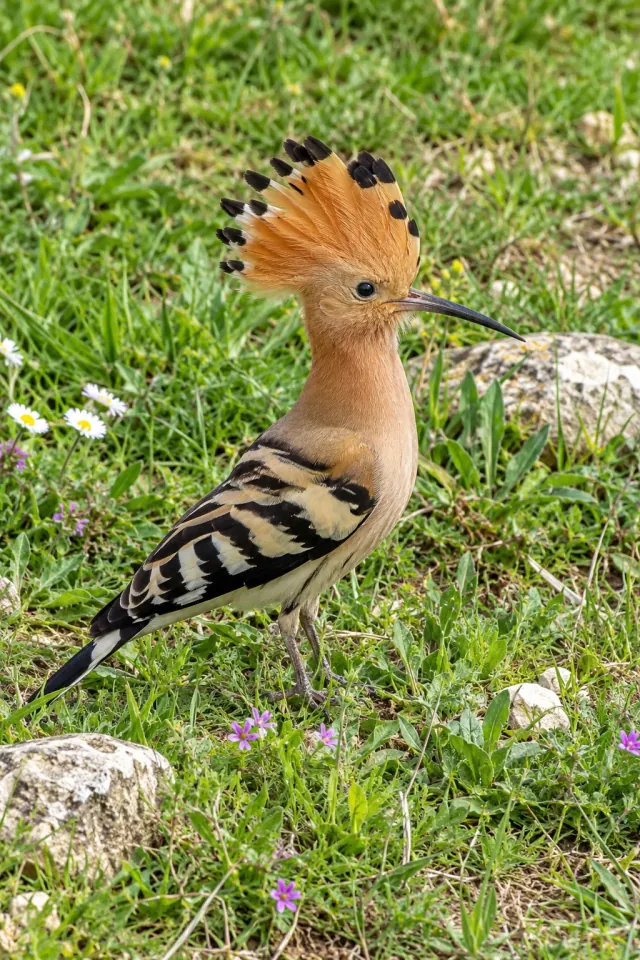 Hoopoe Sunlit Grass