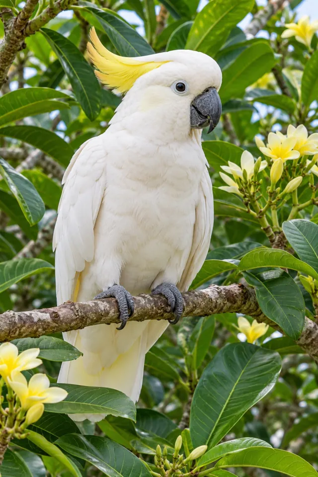 White Cockatoo Tropical