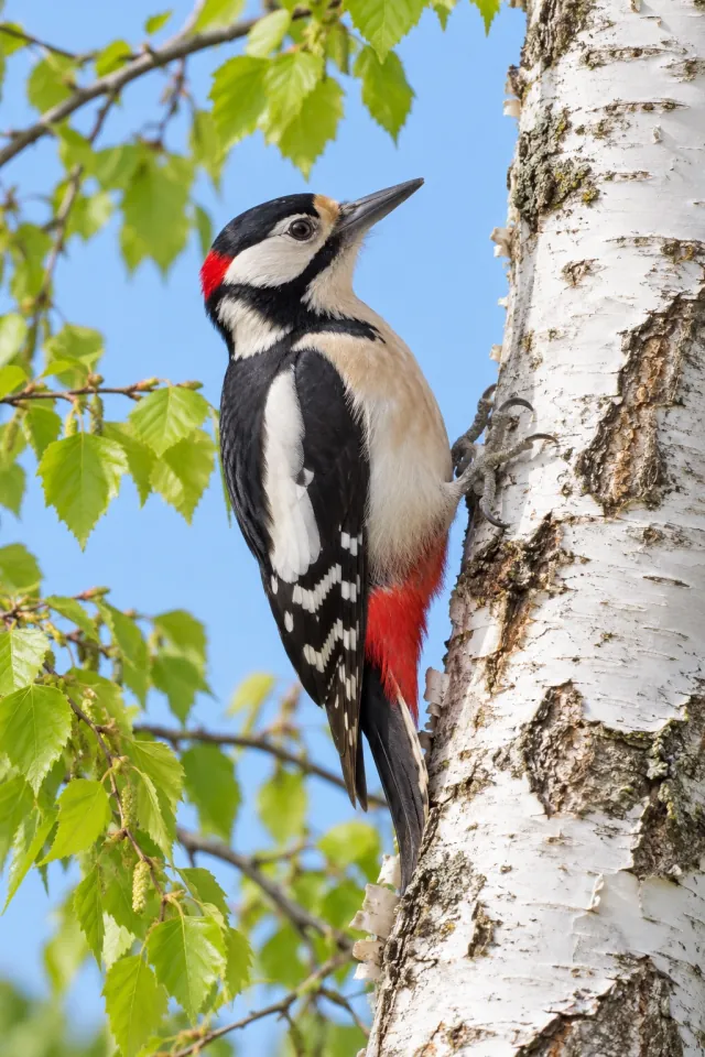 Woodpecker Birch Spring