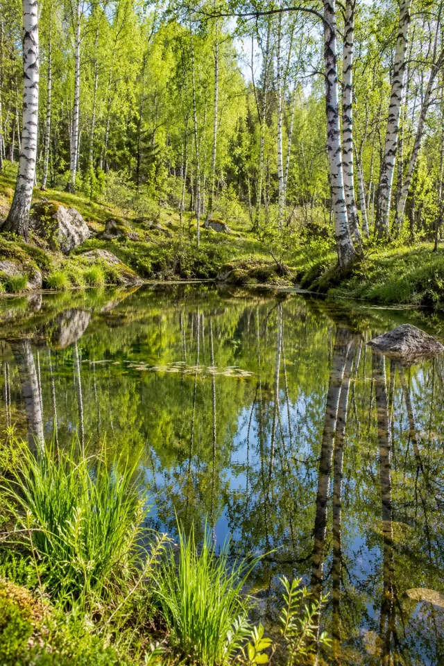 Birch Pool Spring