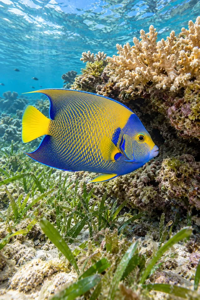 Angelfish Green Reef