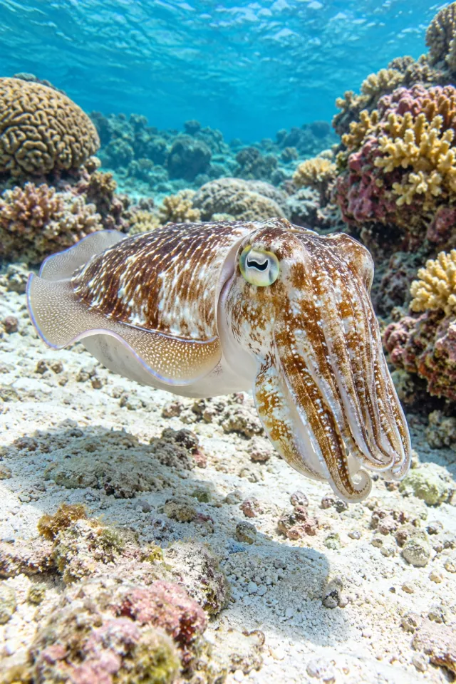 Cuttlefish Sandy Coral