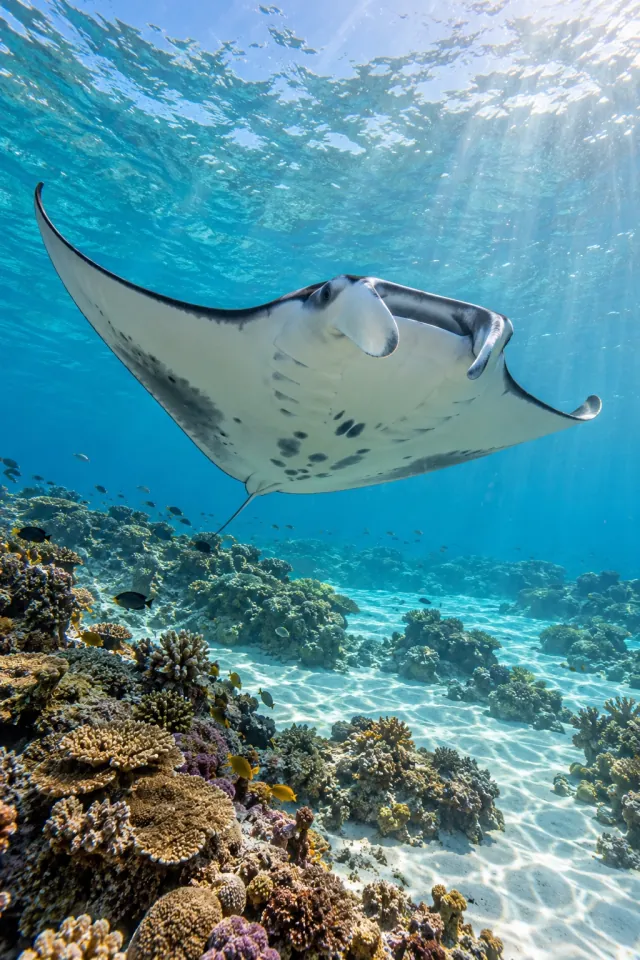 Manta Shallow Reef