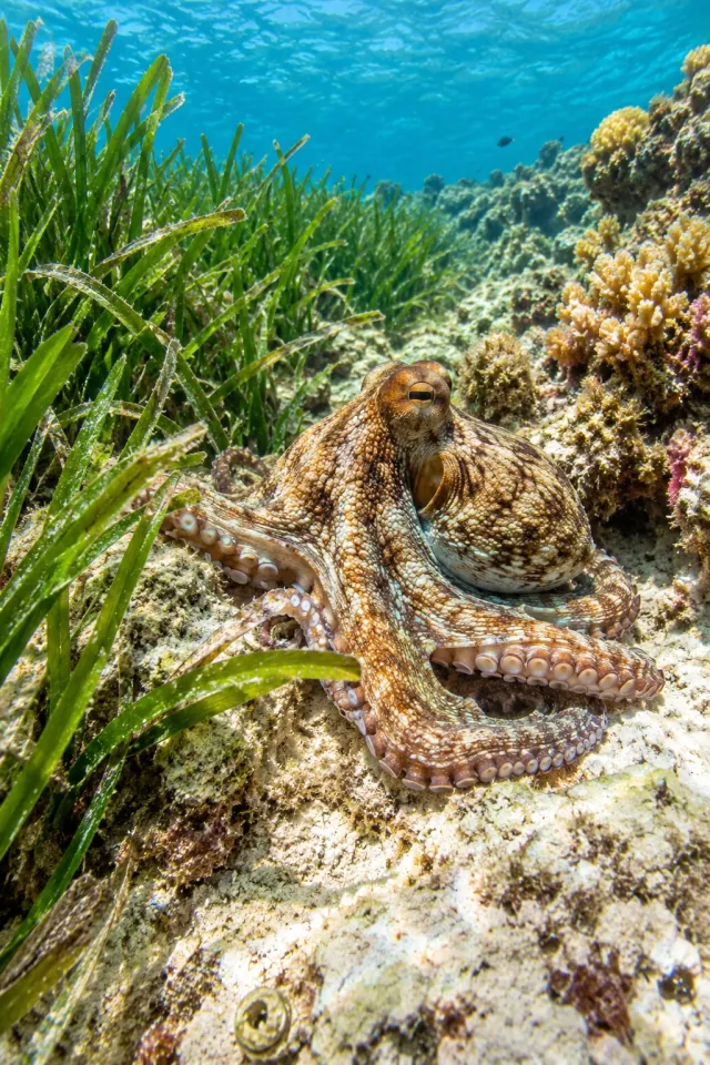 Octopus Bright Reef