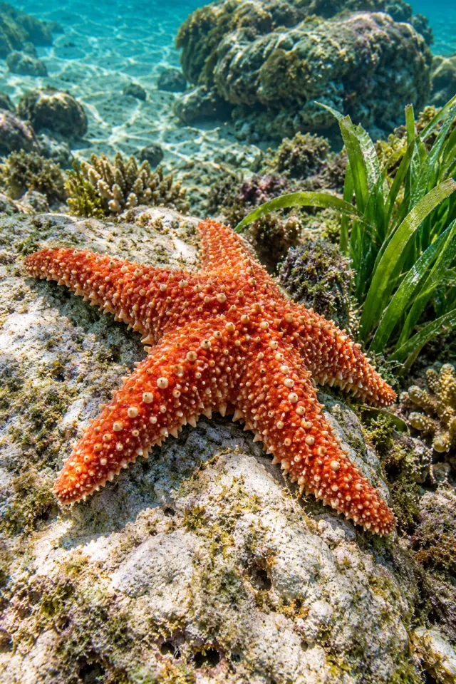 Red Seastar Seagrass