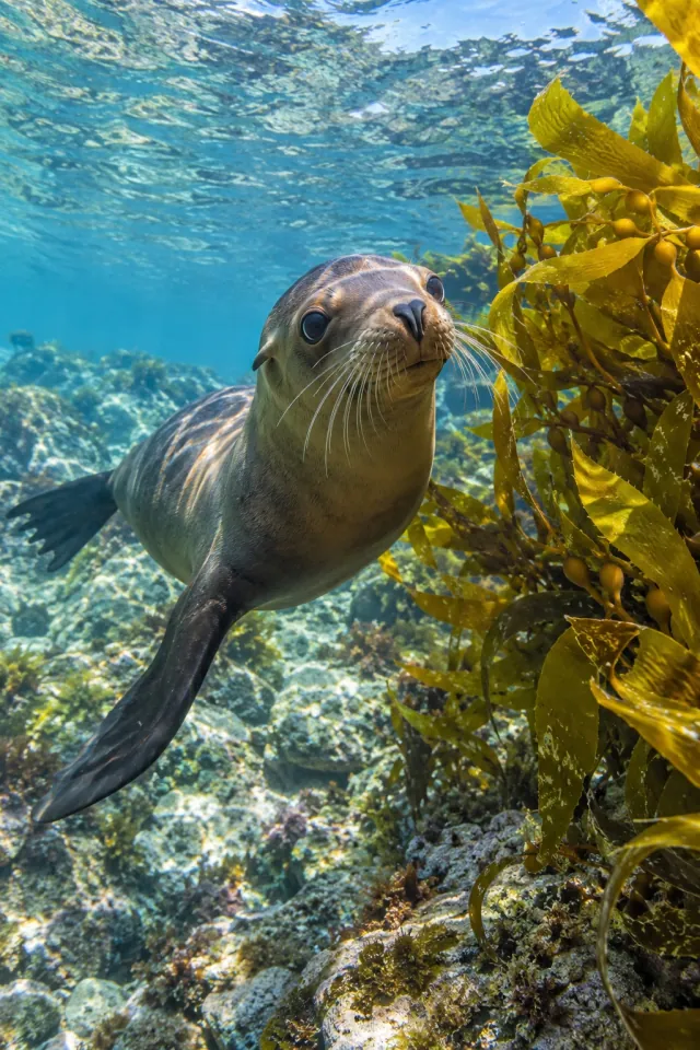 Sea Lion Clear Kelp