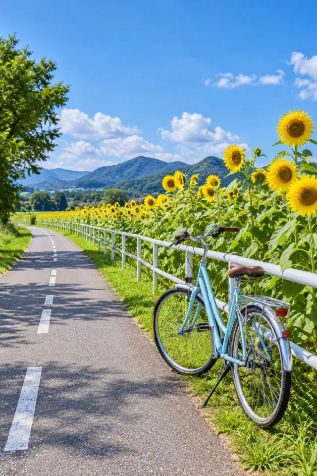 Summer Sunflower Cycle Path