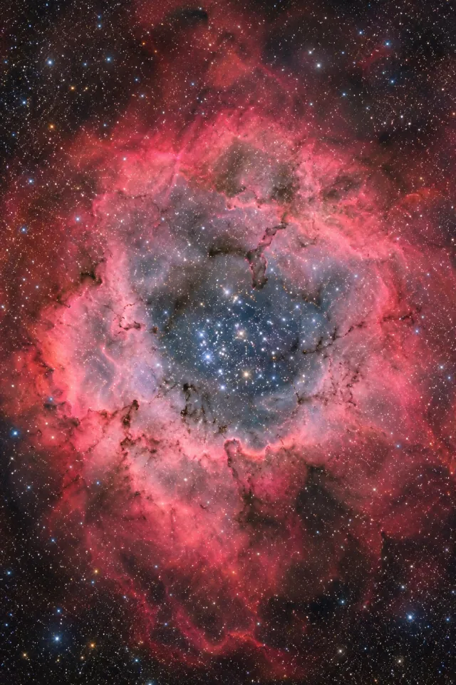 Rosette Soft Red Petals
