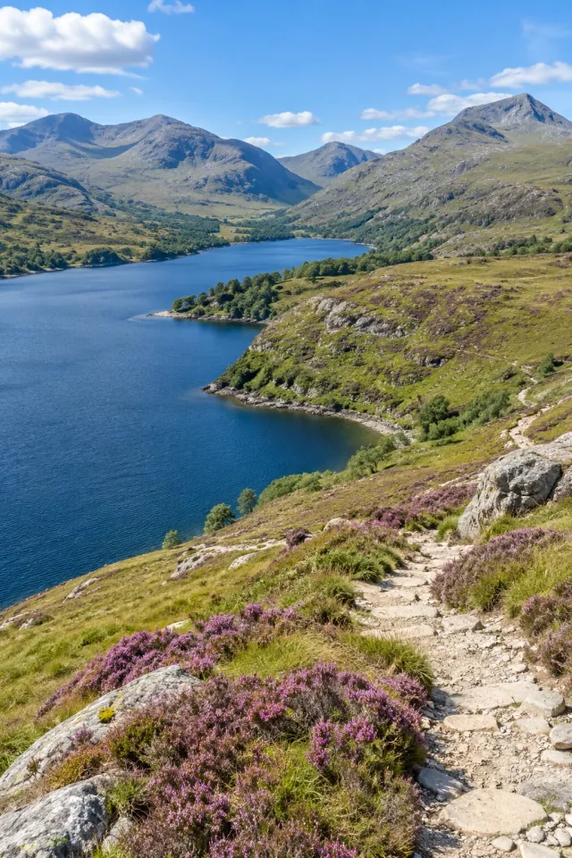 Purple Heather beside a Highland Lake