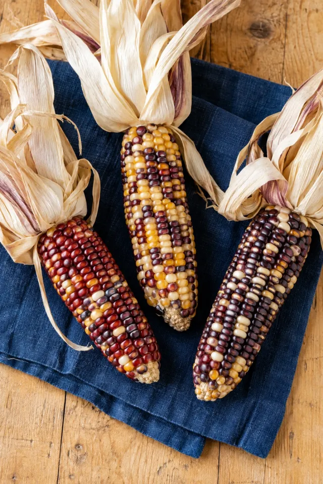 Colorful Flint Corn Harvest