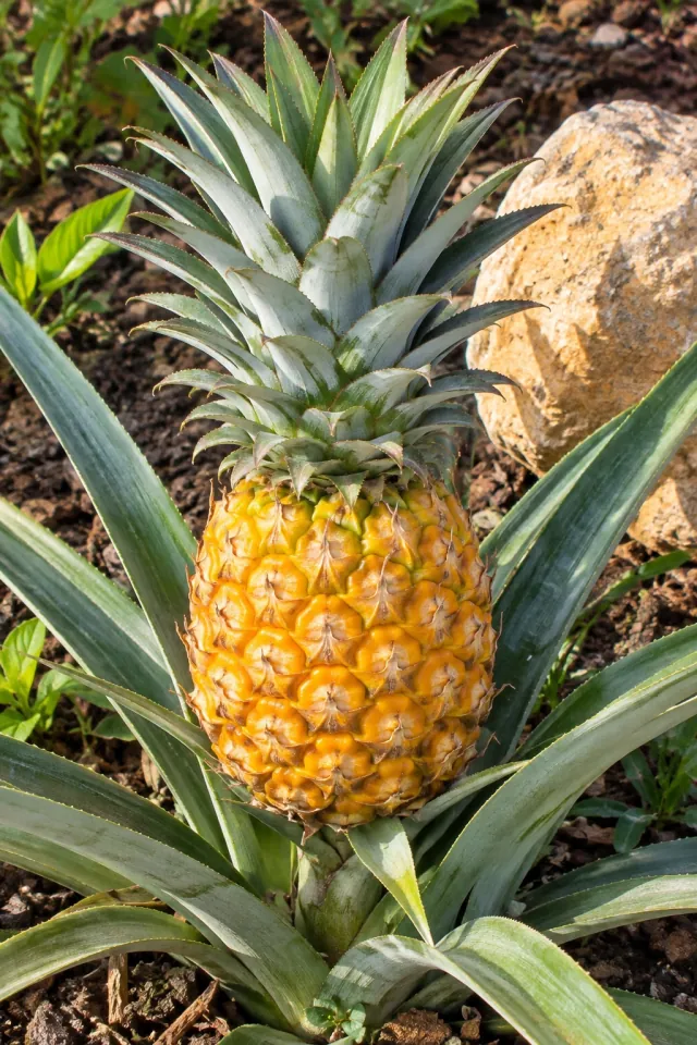 Pineapple in a Sunlit Garden