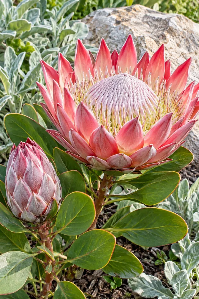 Pink Protea and Silver Foliage