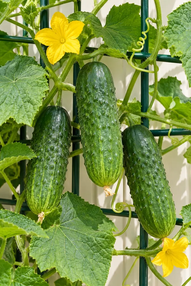 Cucumbers with Yellow Flowers