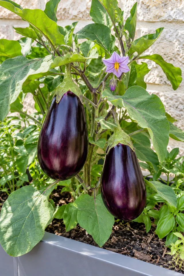 Eggplants in a Sunny Planter