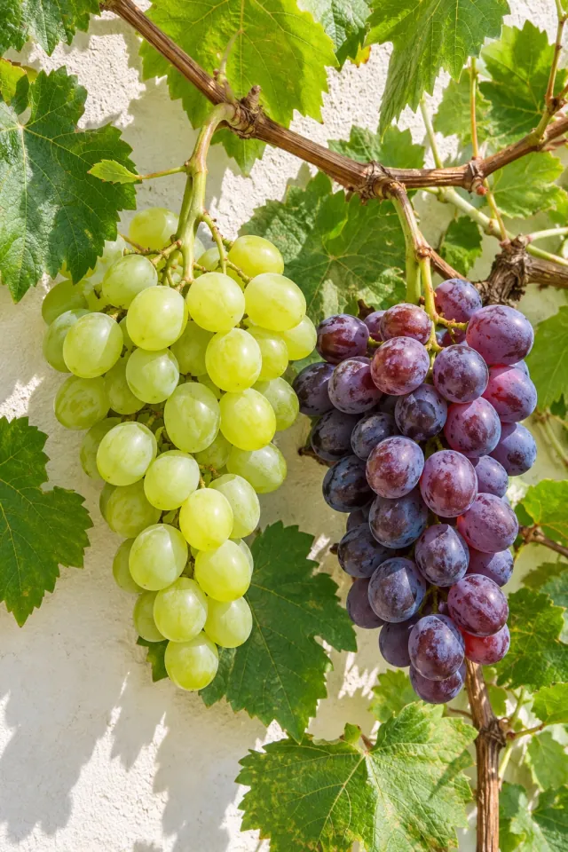 Grapes among Fresh Vine Leaves