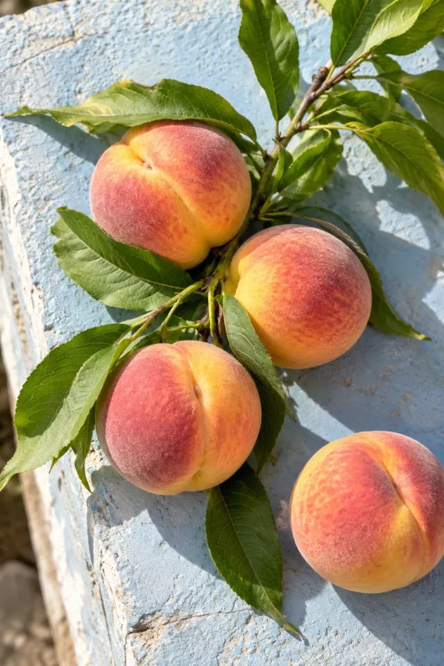 Ripe Peaches on a Leafy Branch