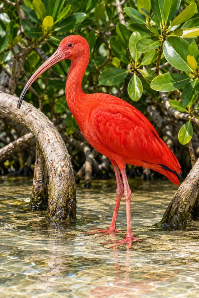 Scarlet Ibis by Mangrove Roots