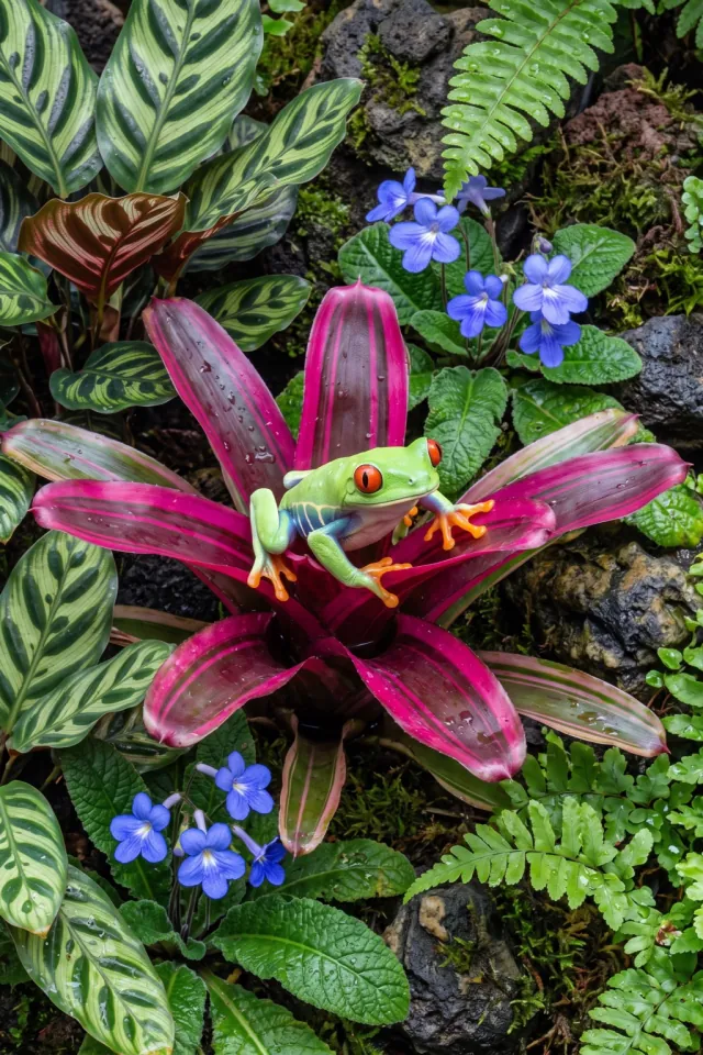 Tree Frog on a Bromeliad