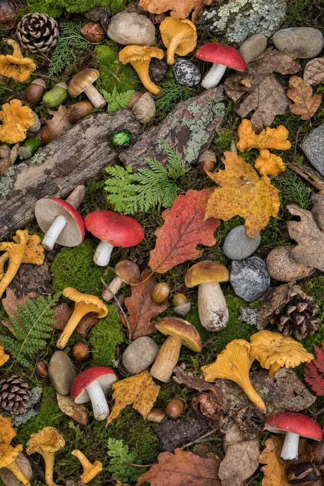 Woodland Mosaic